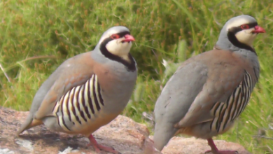 iki-keklik-notalari | Notalarim.com